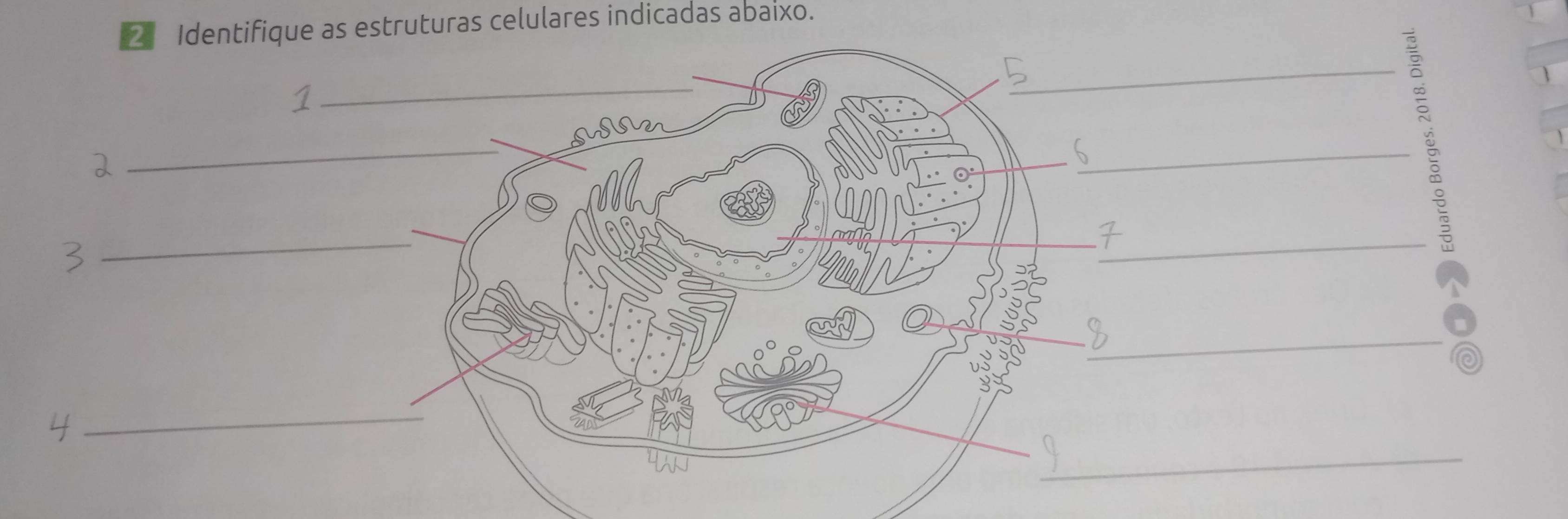 Identifique as estruturas celulares indicadas abaixo. 
_ 
_ 
_ 
_ 
_ 
_ 
_ 
_ 
__ 
_ 
_