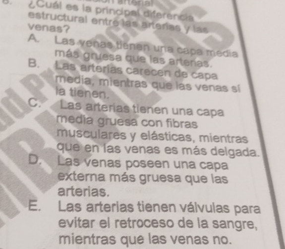 ¿Cuál es la principal diferencia
estructural entre las arterías y las
venas?
A. Las venas tienen una capa media
más gruesa que las arteras.
B. Las arterías carecen de capa
media, mientras que las venas sí
la tienen.
C. Las arterías tienen una capa
media gruesa con fibras
musculares y elásticas, mientras
que en las venas es más delgada.
D. Las venas poseen una capa
externa más gruesa que las
arterias.
E. Las arterias tienen válvulas para
evitar el retroceso de la sangre,
mientras que las venas no.