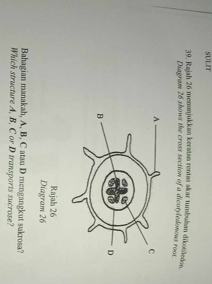 SULIT 
39. Rajah 26 menunjukkan keratan rentas akar tumbuhan dikotiledon. 
Diagram 26 shows the cross section of a dicotyledonous root. 
Rajah 26 
Diagram 26 
Bahagian manakah, A, B, C atau D mengangkut sukrosa? 
Which structure A, B, C or D transports sucrose?