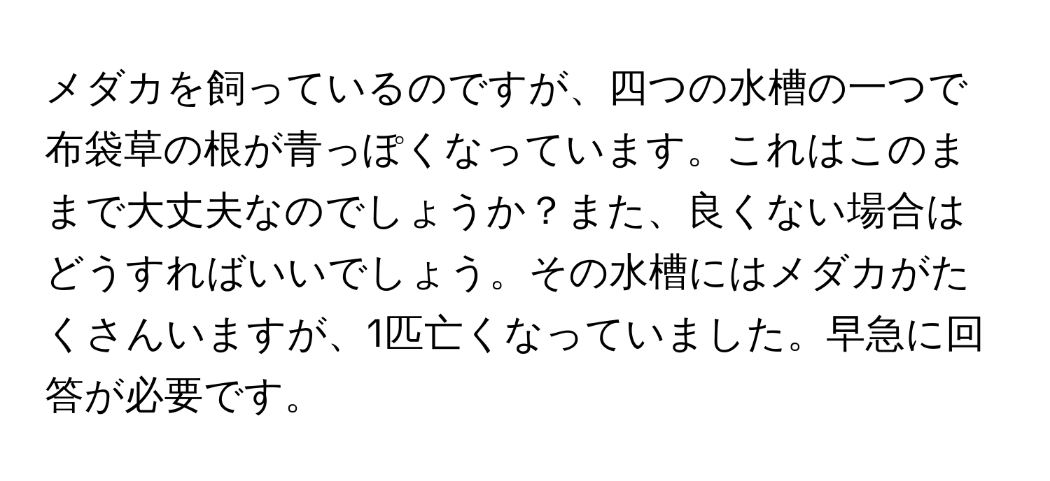 メダカを飼っているのですが、四つの水槽の一つで布袋草の根が青っぽくなっています。これはこのままで大丈夫なのでしょうか？また、良くない場合はどうすればいいでしょう。その水槽にはメダカがたくさんいますが、1匹亡くなっていました。早急に回答が必要です。