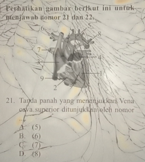 Perhatikan gambar berikut ini untuk
menjawab nomor 21 dan 22.
6
5
8
7
4
-1
9
2
21. Tanda panah yang menunjukkan Vena
cava superior ditunjukkan oleh nomor
A (5)
B. (6)
C. (7)
D. (8)