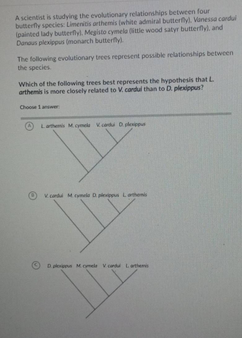 A scientist is studying the evolutionary relationships between four 
butterfly species: Limenitis arthemis (white admiral butterfly), Vanessa cardui 
(painted lady butterfly), Megisto cymela (little wood satyr butterfly), and 
Danaus plexippus (monarch butterfly). 
The following evolutionary trees represent possible relationships between 
the species. 
Which of the following trees best represents the hypothesis that L. 
arthemis is more closely related to V. cardui than to D. plexippus? 
Choose 1 answer: 
A 
B