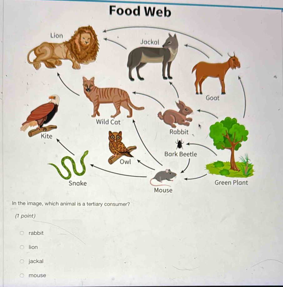 Solved: Food Web In the image, which animal is a tertiary consumer? (1 ...