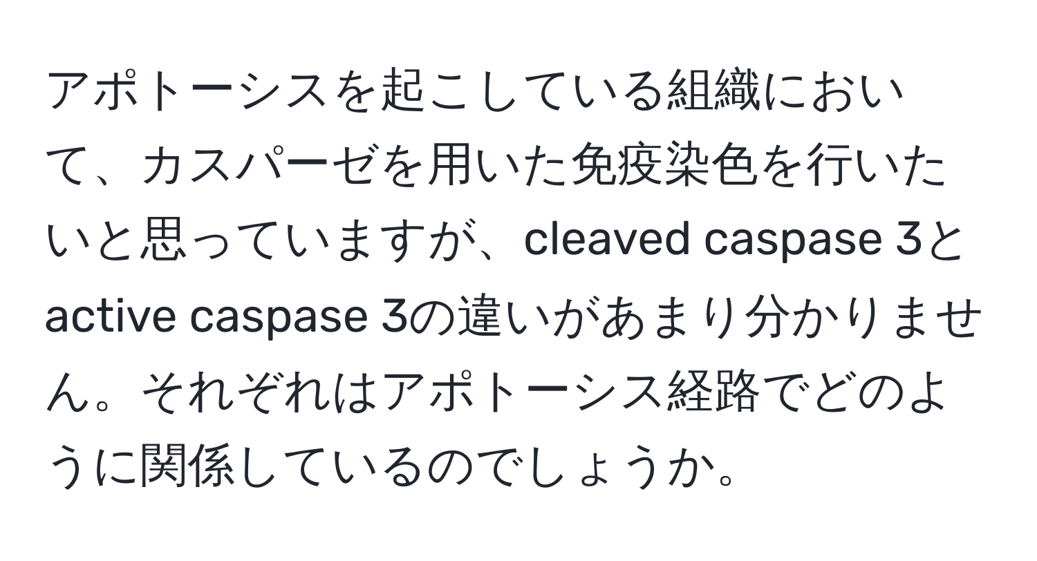 アポトーシスを起こしている組織において、カスパーゼを用いた免疫染色を行いたいと思っていますが、cleaved caspase 3とactive caspase 3の違いがあまり分かりません。それぞれはアポトーシス経路でどのように関係しているのでしょうか。