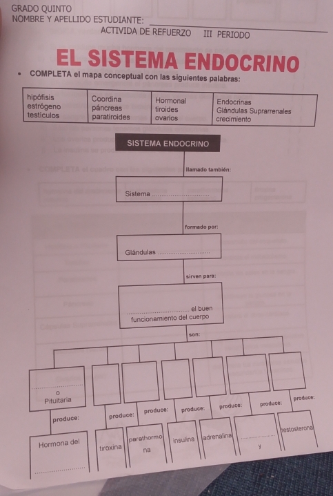 GRADO QUINTO 
_ 
NOMBRE Y APELLIDO ESTUDIANTE: 
ACTIVIDA DE REFUERZO III PERIODO 
EL SISTEMA ENDOCRINO 
COMPLETA el mapa conceptual con las siguientes palabras: 
hipófisis Coordina Hormonal Endocrinas 
estrógeno páncreas tiroides Gándulas Suprarrenales 
testiculos paratiroides ovarios crecimiento 
: