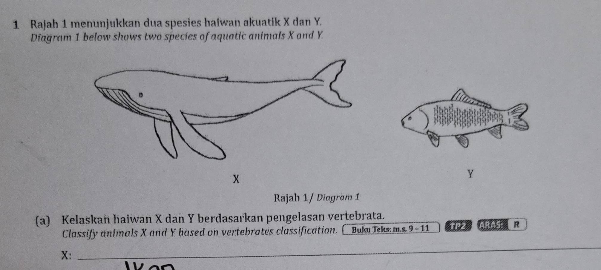 Rajah 1 menunjukkan dua spesies halwan akuatik X dan Y. 
Diagram 1 below shows two species of aquatic animals X and Y.
x
Y
Rajah 1 / Diagram 1 
(a) Kelaskan haiwan X dan Y berdasarkan pengelasan vertebrata. 
Classify animals X and Y based on vertebrates classification. [ Bul Teks ms 9-11 TP2 ARAS： R
X :_ 
_