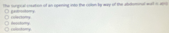 The surgical creation of an opening into the colon by way of the abdominal wall is a(n):
gastrostomy.
colectomy.
ileostomy.
colostomy.