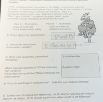 Viarsables 
Jordan is doing a science fair project on the effects of music on the growth of 
toes He tou two somato plyes. Pleet A and Puet B. that he groens in a wndoe 
d dives the same amount of water and plant food Pant An 
enposed to country music using headphones aftached to the soll 
Pant 1I gets no music. Throughout the growth period, Jordan 
counts the number of tomatoes produced by each plant . 
Plaet A=3s tomatoes Plant a=55himeabers
Some leaves turned yeltow Grew 14 ches ta All leaves were green Grew 18 inches tall 
1) Which plant is the control group? 
(independent) variable? 2) What is the manipulated 
3) What is the responding (dependent) 
variable(s)? Quantitative data 
Which data was quantitative? (Think measuring 
with numbers) Qualitative data: 
Which data was qualitative?(Think measuring with 
a description) 
4) What should Jordan's conclusion be? Write this in a complete sentence! 
5) Jordan needs to repeat the experiment, but his teacher says that he needs to 
improve his design. In his second experiment, what should he do differently?