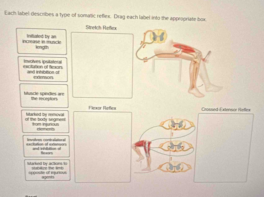Solved: Each label describes a type of somatic reflex. Drag each label ...