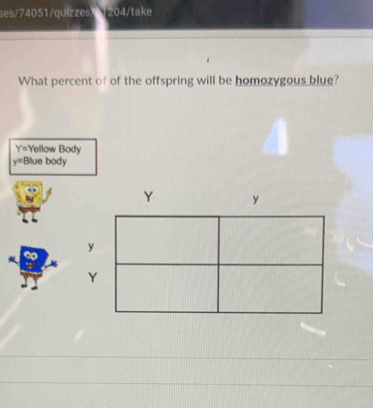 ses/74051/quizzes/6|204/take
What percent of of the offspring will be homozygous blue?
Y= Yellow Body
y= Blue body