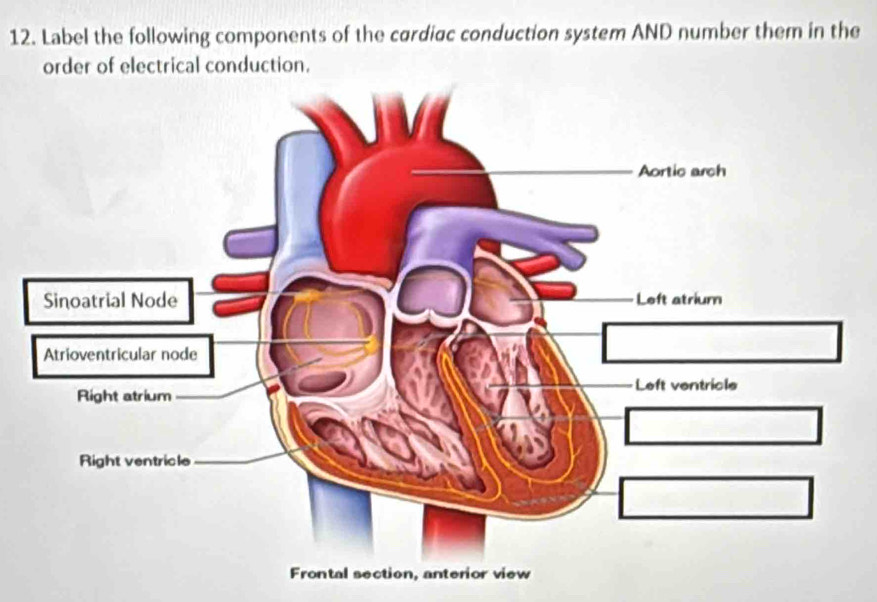 Solved: Label the following components of the cardiac conduction system ...