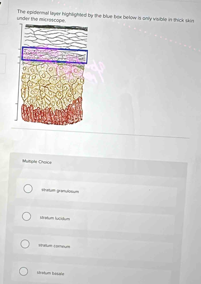 The epidermal layer highlighted by the blue box below is only visible in thick skin
under the microscope.
Multiple Choice
stratum granulosum
stratum lucidum
stratum corneum
stratum basale