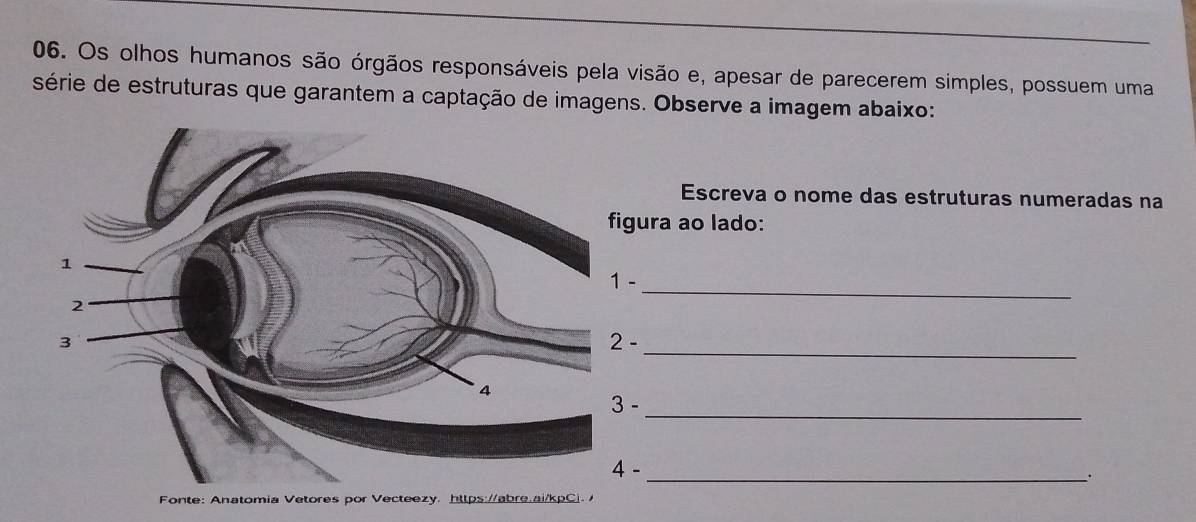 Os olhos humanos são órgãos responsáveis pela visão e, apesar de parecerem simples, possuem uma 
série de estruturas que garantem a captação de imagens. Observe a imagem abaixo: 
Escreva o nome das estruturas numeradas na 
gura ao lado: 
_ 
1 - 
2 - 
_ 
3 - 
_ 
-_ 
. 
Fonte: Anatomia Vetores por Vecteezy. https://abre.ai/kpCi.