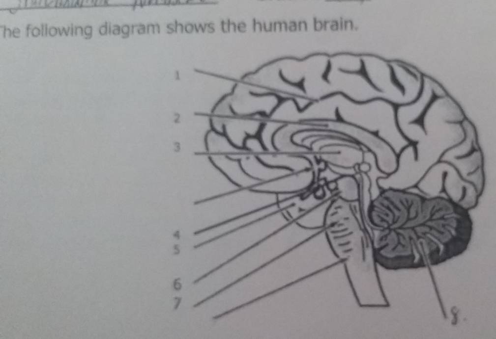 The following diagram shows the human brain.