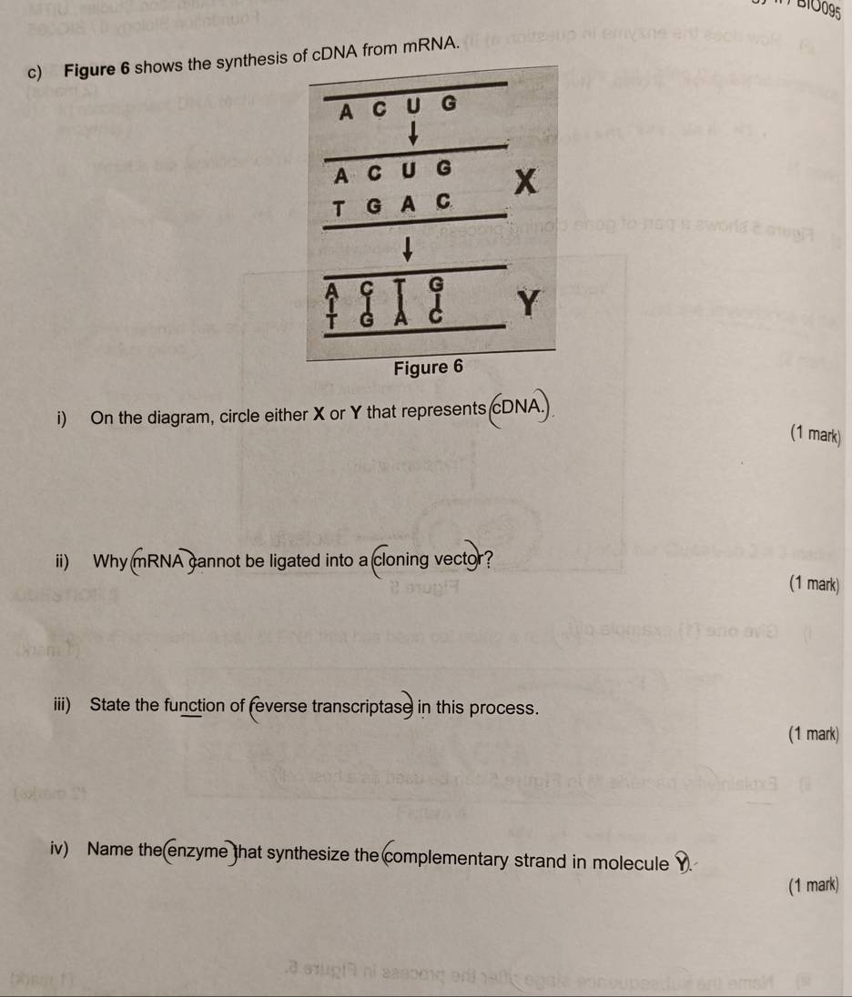 B1O095 
c) Figure 6 shows the synthesisof cDNA from mRNA. 
i) On the diagram, circle either X or Y that represents cDNA. 
(1 mark) 
ii) Why mRNA cannot be ligated into a cloning vector? (1 mark) 
iii) State the function of feverse transcriptase in this process. 
(1 mark) 
iv) Name the(enzyme that synthesize the complementary strand in molecule Y. 
(1 mark) 
(m 1]