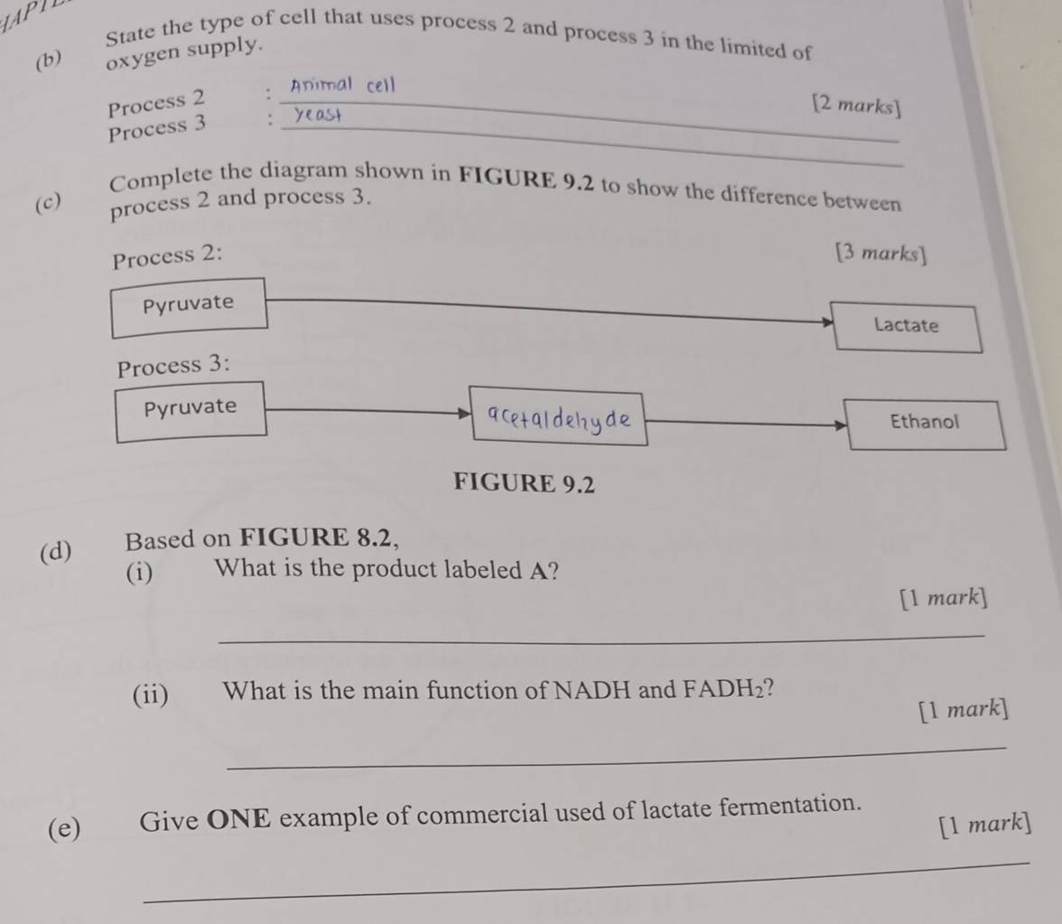 State the type of cell that uses process 2 and process 3 in the limited of 
oxygen supply. 
Process 2 ： Animal cell 
_[2 marks] 
_ 
_ 
Process 3 ： yeast 
Complete the diagram shown in FIGURE 9.2 to show the difference between 
(c) 
process 2 and process 3. 
Process 2: [3 marks] 
Pyruvate 
Lactate 
Process 3: 
Pyruvate Ethanol 
FIGURE 9.2 
(d) Based on FIGURE 8.2, 
(i) What is the product labeled A? 
[1 mark] 
_ 
(ii) What is the main function of NADH and FAD H_2 ? 
[1 mark] 
_ 
(e) Give ONE example of commercial used of lactate fermentation. 
[1 mark] 
_