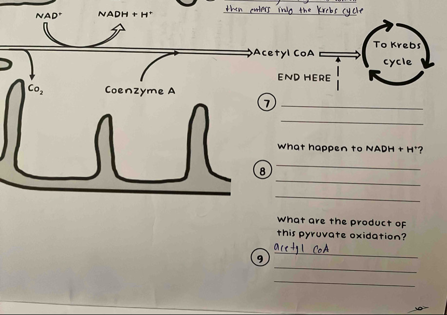 NAD⁺ NADH + H * 
_ 
_ 
To Krebs 
Acetyl CoA 
cycle 
END HERE
Co_2 Coenzyme A 
_7 
_ 
What happen to NADH + H⁺? 
_ 
_ 
8 
_ 
what are the product of 
this pyruvate oxidation? 
_ 
_ 
9 
_