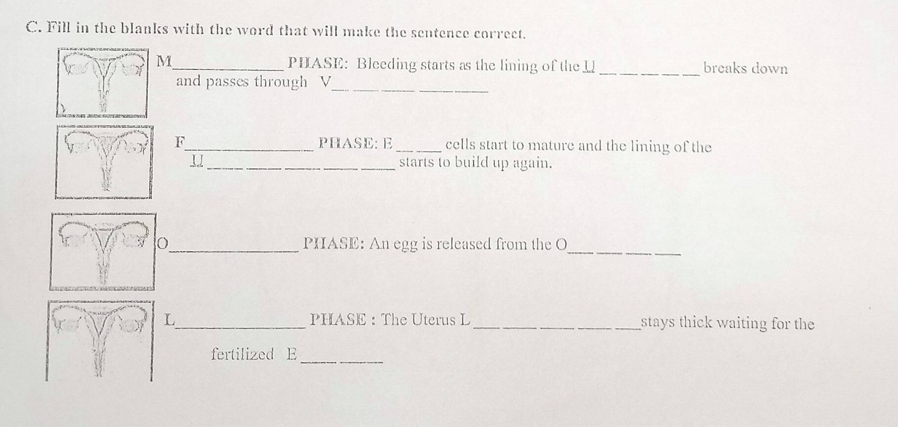 Fill in the blanks with the word that will make the sentence correct. 
M_ PHASE: Bleeding starts as the lining of the U _breaks down 
_ 
and passes through V _ 
F_ PHASE: E _cells start to mature and the lining of the 
_starts to build up again. 
_PIASE: An egg is released from the O_ 
L_ PHASE : The Uterus L _stays thick waiting for the 
_ 
fertilized E