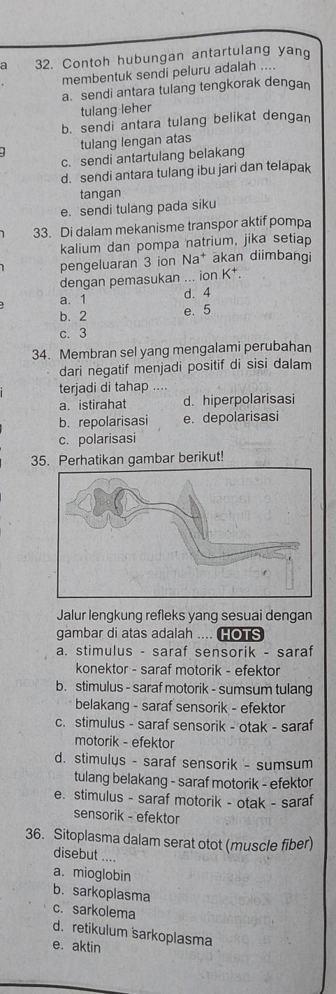 a 32. Contoh hubungan antartulang yan
membentuk sendi peluru adalah ....
a. sendi antara tulang tengkorak dengan
tulang leher
b. sendi antara tulang belikat dengan
tulang lengan atas
c. sendi antartulang belakang
d. sendi antara tulang ibu jari dan telapak
tangan
e. sendi tulang pada siku
33. Di dalam mekanisme transpor aktif pompa
kalium dan pompa natrium, jika setiap
pengeluaran 3 ion Na† akan diimbangi
dengan pemasukan ... ion K^+.
a. 1 d. 4
b. 2 e. 5
c. 3
34. Membran sel yang mengalami perubahan
dari negatif menjadi positif di sisi dalam
terjadi di tahap ....
a. istirahat d. hiperpolarisasi
b. repolarisasi e. depolarisasi
c. polarisasi
35. Perhatikan gambar berikut!
Jalur lengkung refleks yang sesuai dengan
gambar di atas adalah .... HOTS
a. stimulus - saraf sensorik - saraf
konektor - saraf motorik - efektor
b. stimulus - saraf motorik - sumsum tulang
belakang - saraf sensorik - efektor
c. stimulus - saraf sensorik - otak - saraf
motorik - efektor
d. stimulys - saraf sensorik - sumsum
tulang belakang - saraf motorik - efektor
e. stimulus - saraf motorik - otak - saraf
sensorik - efektor
36. Sitoplasma dalam serat otot (muscle fiber)
disebut ....
a. mioglobin
b.sarkoplasma
c. sarkolema
d. retikulum sarkoplasma
e. aktin