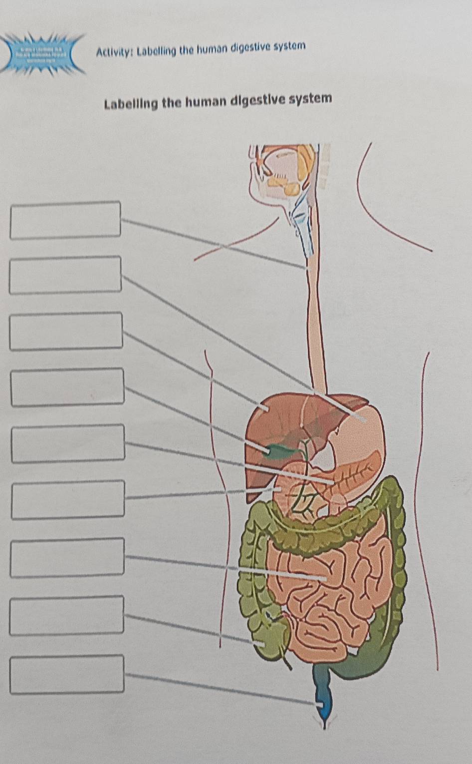 Activity: Labelling the human digestive system 
Labelling the human digestive system