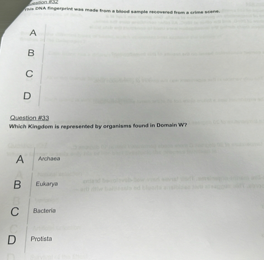 uestion #32
This DNA fingerprint was made from a blood sample recovered from a crime scene.
A
B
C
D
Question #33
Which Kingdom is represented by organisms found in Domain W?
A Archaea
B Eukarya
C Bacteria
D Protista