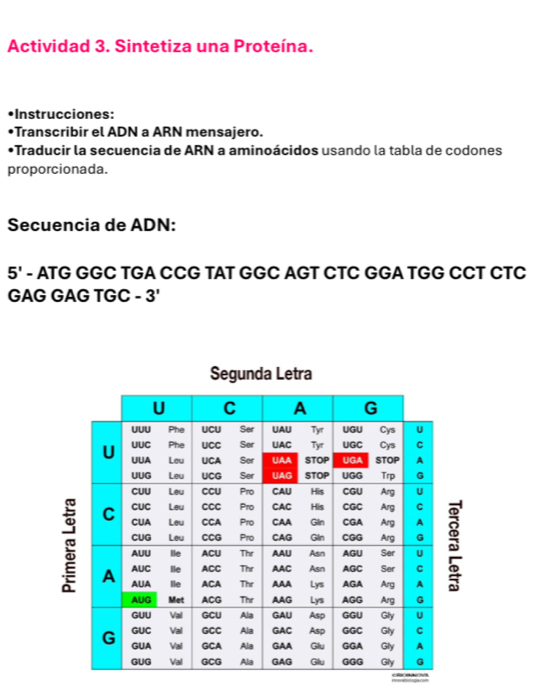 Actividad 3. Sintetiza una Proteína. 
*Instrucciones: 
•Transcribir el ADN a ARN mensajero. 
•Traducir la secuencia de ARN a aminoácidos usando la tabla de codones 
proporcionada. 
Secuencia de ADN:
5' - ATG GGC TGA CCG TAT GGC AGT CTC GGA TGG CCT CTC 
GAG GAG TGC - 3'