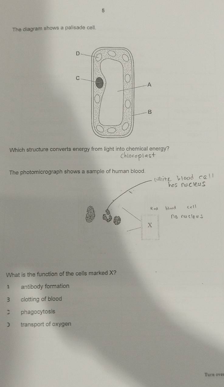 The diagram shows a palisade cell.
Which structure converts energy from light into chemical energy?
The photomicrograph shows a sample of human blood.
What is the function of the cells marked X?
antibody formation
3 clotting of blood
C phagocytosis
) transport of oxygen
Turn over