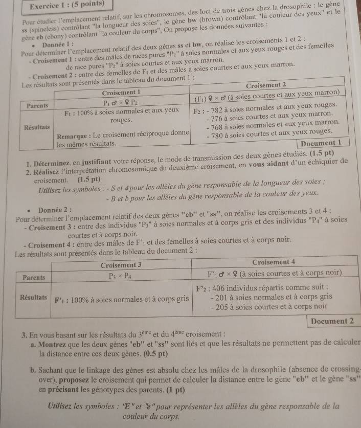 Pour étudier l'emplacement relatif, sur les chromosomes, des loci de trois gènes chez la drosophile : le gène
ss (spineless) contrôlant ''la longueur des soies', le gène bw (brown) contrôlant 'la couleur des yeux' et le
gène eb (ebony) contrôlant "la couleur du corps", On propose les données suivantes :
Donnée I :
Pour déterminer l'emplacement relatif des deux gènes ss et bw, on réalise les croisements 1 et 2 :
- Croisement 1 : entre des mâles de races pures "P₁" à soies normales et aux yeux rouges et des femelles
de race pures ''P₂'' à soies courtes et aux yeux marron.
F_1 et des mâles à soies courtes et aux yeux marron.
1. Déterminez, en justifiant votre réponse, le mode de transmission des deux gènes étudiés
2. Réalisez l'interprétation chromosomique du deuxième croisement, en vous aidant d'un échiquier de
croisement. (1.5 pt)
Utilisez les symboles : - S et 4 pour les allèles du gène responsable de la longueur des soies ;
- B et b pour les allèles du gène responsable de la couleur des yeux.
Donnée 2 :
Pour déterminer l'emplacement relatif des deux gènes ''eb' et "ss'', on réalise les croisements 3 et 4 :
- Croisement 3 : entre des individus ''P3'' à soies normales et à corps gris et des individus "P₄'' à soies
courtes et à corps noir.
- Croisement 4 : entre des mâles de F^(·) I  et des femelles à soies courtes et à corps noir.
document 2 :
3. En vous basant sur les résultats du 3^(ame) et du 4^(eme) croisement :
a. Montrez que les deux gènes "eb'' et "ss'' sont liés et que les résultats ne permettent pas de calculer
la distance entre ces deux gènes. (0.5 pt)
b. Sachant que le linkage des gènes est absolu chez les mâles de la drosophile (absence de crossing.
over), proposez le croisement qui permet de calculer la distance entre le gène "eb'' et le gène "ss'
en précisant les génotypes des parents. (1 pt)
Utilisez les symboles : ''E'' et ''e'' pour représenter les allèles du gène responsable de la
couleur du corps.