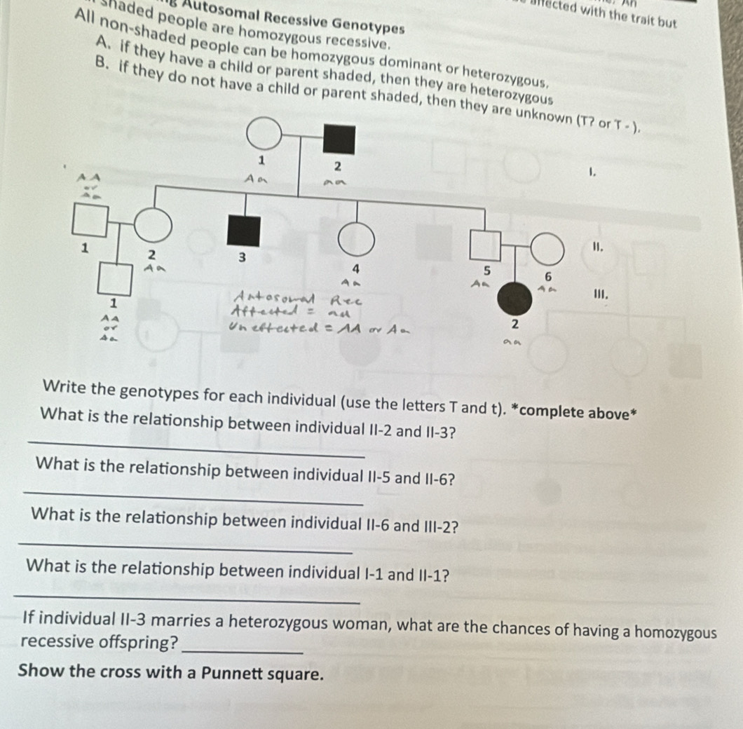 unected with the trait but 
Autosomal Recessive Genotypes 
anaded people are homozygous recessive. 
All non-shaded people can be homozygous dominant or heterozygous, 
A. if they have a child or parent shaded, then they are heterozygous 
B. if they do not have a child or parent shaded, thenT - ). 
Write the genotypes for each individual (use the letters T and t). *complete above* 
_ 
What is the relationship between individual II -2 and II -3? 
_ 
What is the relationship between individual II -5 and II -6? 
_ 
What is the relationship between individual II -6 and III -2? 
What is the relationship between individual I -1 and II -1? 
_ 
If individual II -3 marries a heterozygous woman, what are the chances of having a homozygous 
recessive offspring?_ 
Show the cross with a Punnett square.