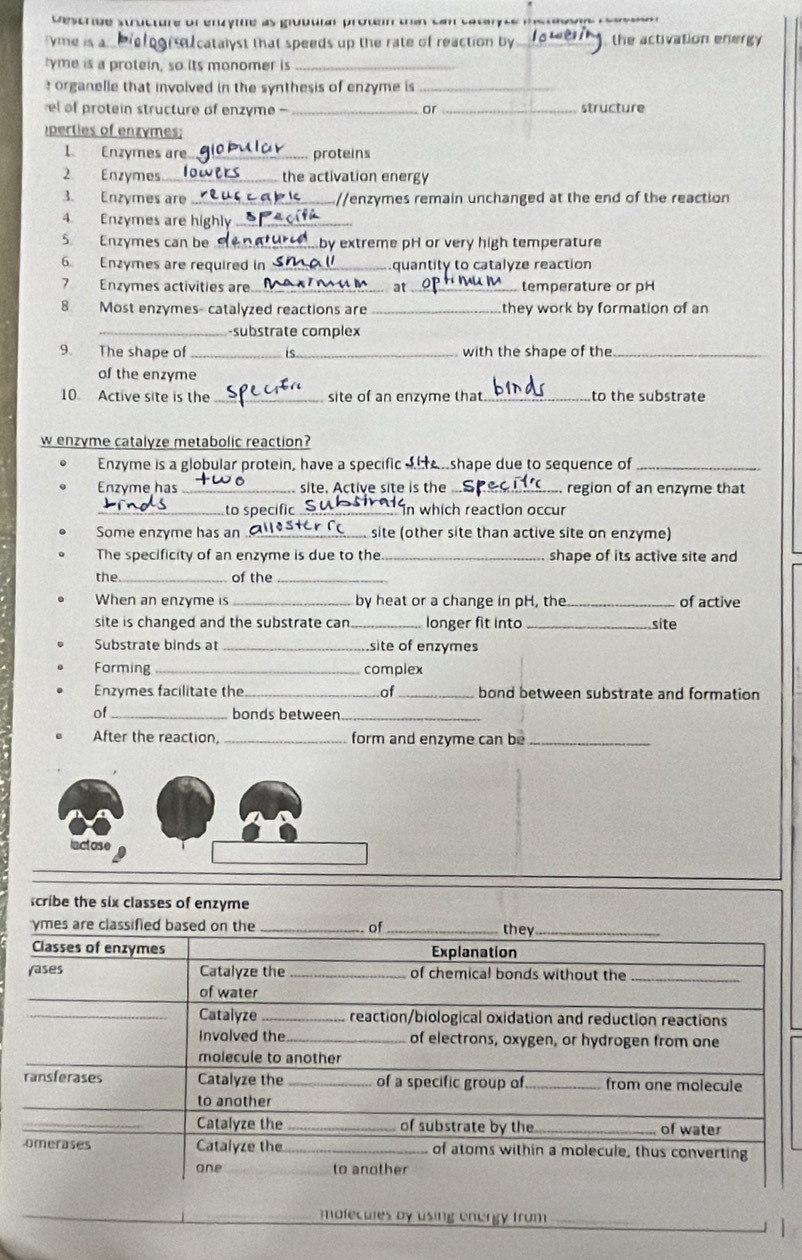 Descride structure of enzyme as groutiar protein tha can cataryte ms taes r e se 
yme is a su catalyst that speeds up the rate of reaction by _). the activation energy 
tyme is a protein, so its monomer is_ 
organelle that involved in the synthesis of enzyme is_ 
el of protein structure of enzyme - _or _structure 
perties of enzómes; 
1. Enzymes are _proteins 
2 Enzymes _the activation energy 
3. Enzymes are _//enzymes remain unchanged at the end of the reaction 
4. Enzymes are highly_ 
5. Enzymes can be _by extreme pH or very high temperature 
6. Enzymes are required in _quantity to catalyze reaction 
7 Enzymes activities are _at_ temperature or pH 
8. Most enzymes- catalyzed reactions are _they work by formation of an 
_-substrate complex 
9. The shape of _is_ with the shape of the_ 
of the enzyme 
10. Active site is the _site of an enzyme that _to the substrate 
w enzyme catalyze metabolic reaction? 
Enzyme is a globular protein, have a specific a e shape due to sequence of_ 
Enzyme has _ site. Active site is the _region of an enzyme that 
_to specific_ In which reaction occur 
Some enzyme has an _site (other site than active site on enzyme) 
The specificity of an enzyme is due to the_ shape of its active site and 
the_ of the_ 
When an enzyme is _by heat or a change in pH, the _of active 
site is changed and the substrate can _longer fit into _site 
Substrate binds at _.site of enzymes 
Forming _complex 
Enzymes facilitate the_ of _bond between substrate and formation 
of_ bonds between_ 
After the reaction, _form and enzyme can be_ 
inctose 
scribe the six classes of enzyme