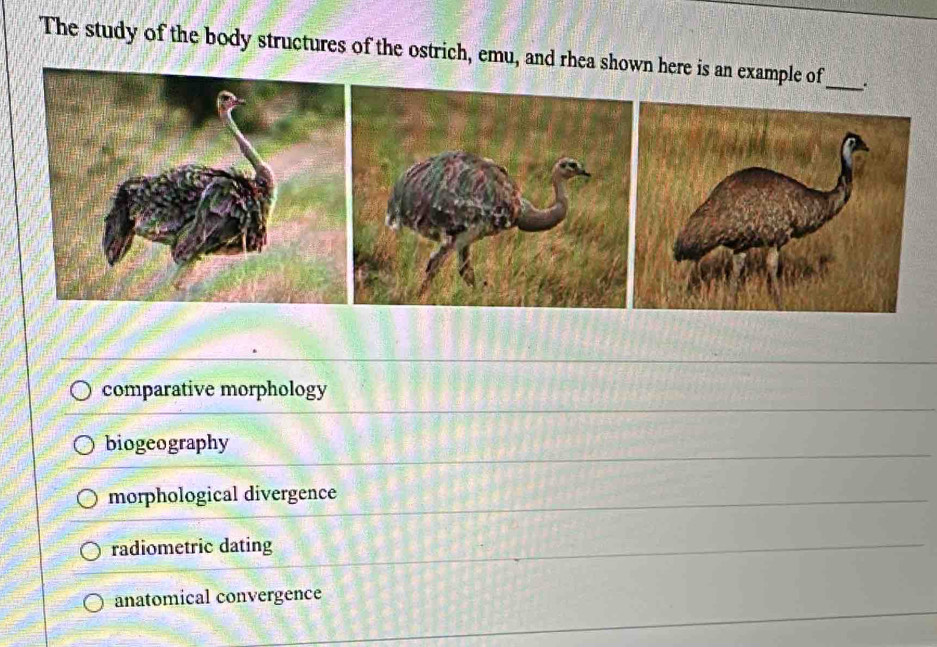 The study of the body structures of the ostrich, emu, and rhea s
comparative morphology
biogeography
morphological divergence
radiometric dating
anatomical convergence