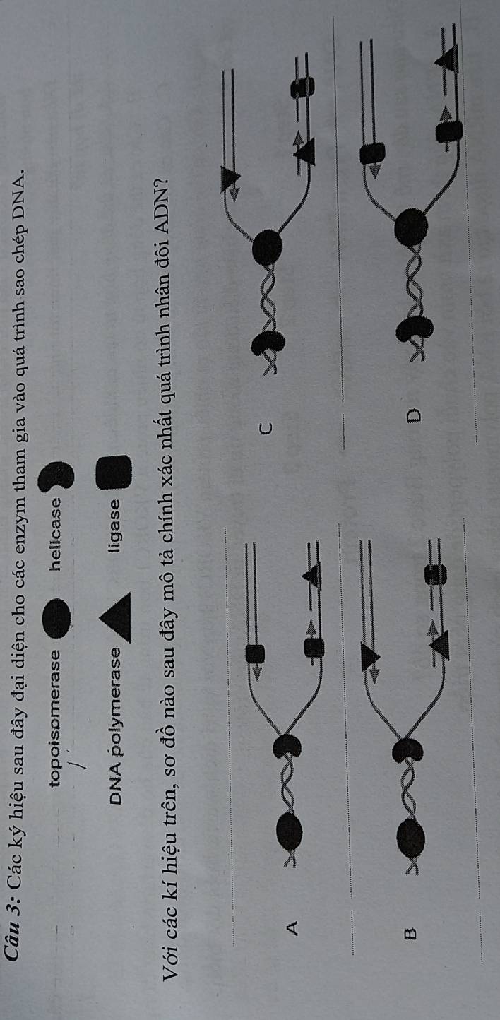 Các ký hiệu sau đây đại diện cho các enzym tham gia vào quá trình sao chép DNA.
topoisomerase helicase
DNA polymerase ligase
Với các kí hiệu trên, sơ đồ nào sau đây mô tả chính xác nhất quá trình nhân đôi ADN?
C
A
B
D