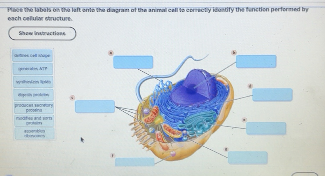 Solved: Place the labels on the left onto the diagram of the animal ...