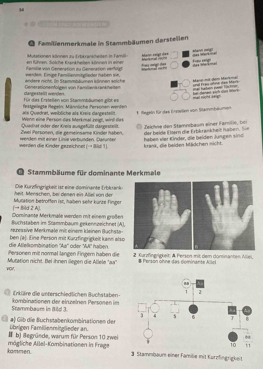 54
 2 5 
A Familienmerkmale in Stammbäumen darstellen
Mutationen können zu Erbkrankheiten in Famili- Mann zeigt das Mann zeigt
Merkmal nicht das Merkmal
en führen. Solche Krankheiten können in einer
Familie von Generation zu Generation verfolgt Merkmal nicht Frau zeigt das das Merkmal Frau zeigt
werden. Einige Familienmitglieder haben sie,
andere nicht. In Stammbäumen können solche
Mann mit dem Merkmal
und Frau ohne das Merk-
Generationenfolgen von Familienkrankheiten
mal haben zwei Töchter,
dargestellt werden.
bei denen sich das Merk-
Für das Erstellen von Stammbäumen gibt es
mal nicht zeigt.
festgelegte Regeln: Männliche Personen werden
als Quadrat, weibliche als Kreis dargestellt. 1 Regeln für das Erstellen von Stammbäumen
Wenn eine Person das Merkmal zeigt, wird das
Quadrat oder der Kreis ausgefüllt dargestellt. Zeichne den Stammbaum einer Familie, bei
Zwei Personen, die gemeinsame Kinder haben, der beide Eltern die Erbkrankheit haben. Sie
werden mit einer Linie verbunden. Darunter haben vier Kinder, die beiden Jungen sind
werden die Kinder gezeichnet (→ Bild 1). krank, die beiden Mädchen nicht.
B Stammbäume für dominante Merkmale
Die Kurzfingrigkeit ist eine dominante Erbkrank-
heit. Menschen, bei denen ein Allel von der
Mutation betroffen ist, haben sehr kurze Finger
(→ Bild 2 A).
Dominante Merkmale werden mit einem großen
Buchstaben im Stammbaum gekennzeichnet (A),
rezessive Merkmale mit einem kleinen Buchsta-
ben (a). Eine Person mit Kurzfingrigkeit kann also
die Allelkombination "Aa' oder 'AA" haben. 
Personen mit normal langen Fingern haben die 2 Kurzfingrigkeit: A Person mit dem dominanten Allel,
Mutation nicht. Bei ihnen liegen die Allele "aa" B Person ohne das dominante Allel
vor.
Erkläre die unterschiedlichen Buchstaben-
kombinationen der einzelnen Personen im
Stammbaum in Bild 3.
a) Gib die Buchstabenkombinationen der
übrigen Familienmitglieder an.
I b) Begründe, warum für Person 10 zwei
mögliche Allel-Kombinationen in Frage
kommen.
3 Stammbaum einer Familie mit Kurzfingrigkeit