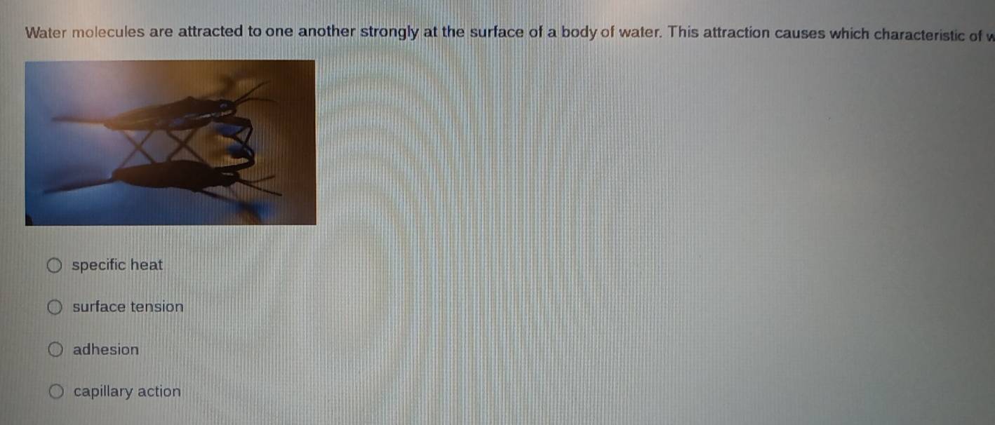 Water molecules are attracted to one another strongly at the surface of a body of water. This attraction causes which characteristic of
specific heat
surface tension
adhesion
capillary action