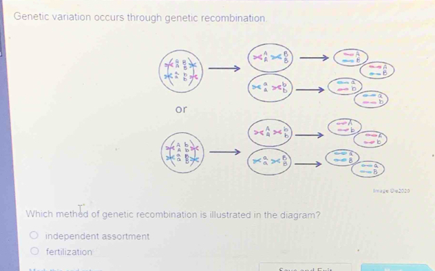 Genetic variation occurs through genetic recombination.
Image ©e2020
Which methed of genetic recombination is illustrated in the diagram?
independent assortment
fertilization