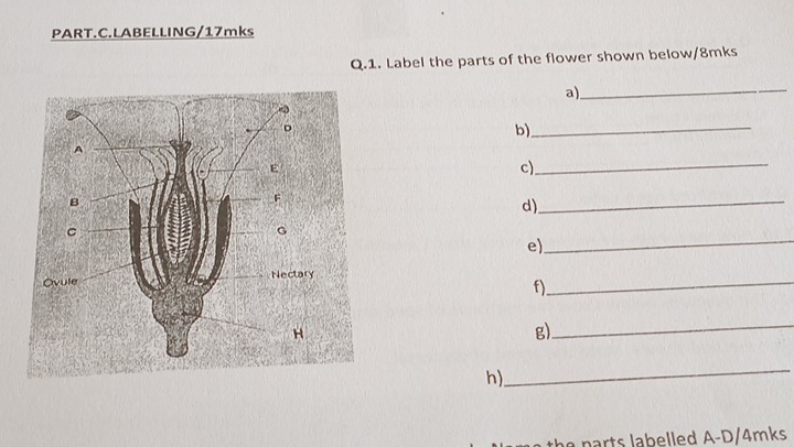 PART.C.LABELLING/17mks 
Q.1. Label the parts of the flower shown below/8mks 
a)_ 
b)_ 
c)_ 
_ 
d) 
_ 
e) 
_ 
f) 
g) 
_ 
h) 
_ 
parts labelled A-D/4mks