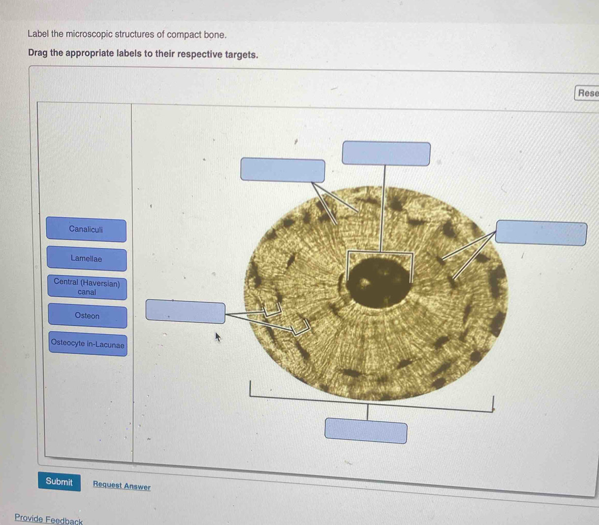 Label the microscopic structures of compact bone. 
Drag the appropriate labels to their respective targets. 
Rese 
Canaliculi 
Lamellae 
Central (Haversian) 
canal 
Osteon 
Osteocyte in-Lacuna 
Submit Request Answer 
Provide Feedback