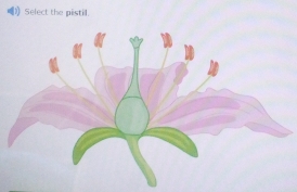 Select the pistil.