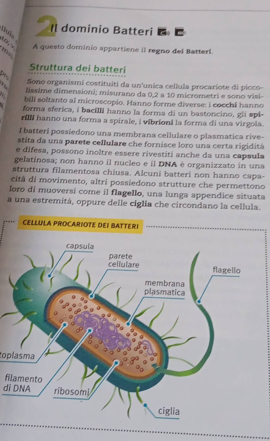 Il dominio Batteri B 
llula
A questo dominio appartiene il regno dei Batteri.
ma
Struttura dei batteri
Drg
Sono organismi costituiti da un'unica cellula procariote di picco-
Tể liíssime dimensioni; misurano da 0,2 a 10 micrometri e sono visi-
bili soltanto al microscopio. Hanno forme diverse: i cocchi hanno
forma sferica, í bacilli hanno la forma di un bastoncino, gli spi-
rilli hanno una forma a spirale, i vibrioni la forma di una virgola.
I batterí possiedono una membrana cellulare o plasmatica rive-
stita da una parete cellulare che fornisce loro una certa rigidità
e difesa, possono inoltre essere rivestiti anche da una capsula
gelatinosa; non hanno il nucleo e il DNA è organizzato in una
struttura filamentosa chiusa. Alcuni batteri non hanno capa-
cità di movimento, altri possiedono strutture che permettono
loro di muoversi come il flagello, una lunga appendice situata
a una estremità, oppure delle ciglia che circondano la cellula.
CELLULA PROCARIOTE DEI BATTERI
toplasma
filamento
di DNA