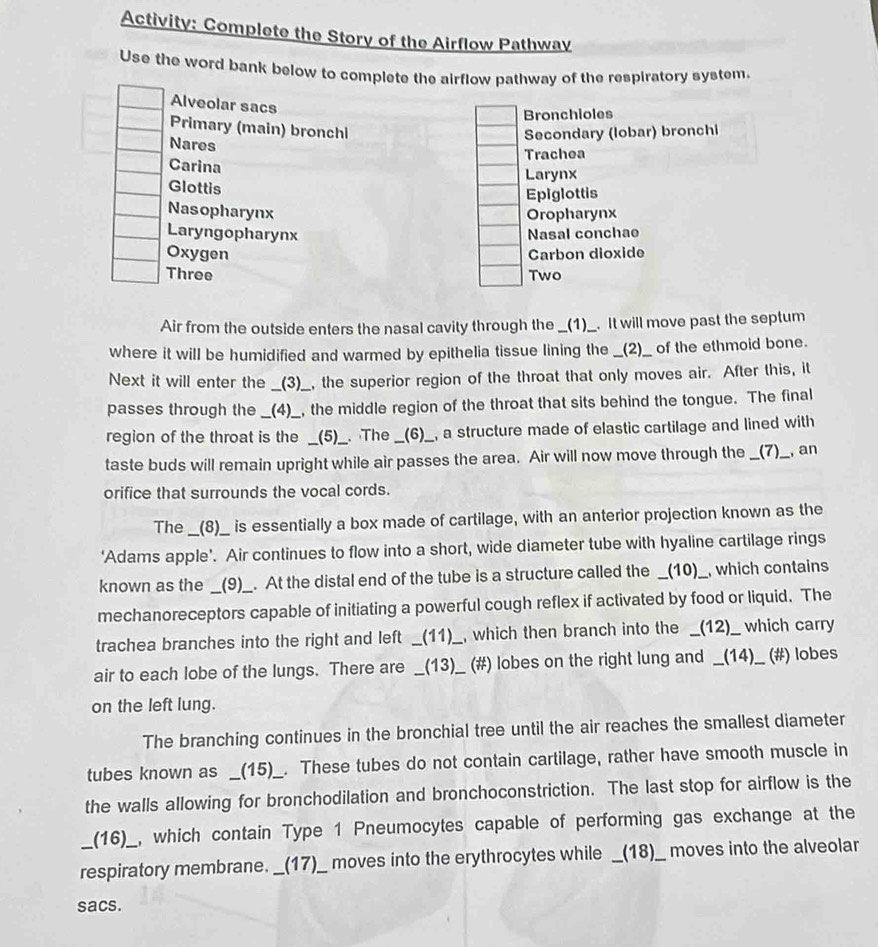 Activity: Complete the Story of the Airflow Pathwav
Use the word bank below to complete the airflow pathway of the respiratory system.
Alveolar sacs
Bronchioles
Primary (main) bronchl
Secondary (lobar) bronchi
Nares
Trachea
Carina
Larynx
Glottis
Epiglottis
Nasopharynx Oropharynx
Laryngopharynx Nasal conchae
Oxygen Carbon dioxide
Three Two
Air from the outside enters the nasal cavity through the __(1)__. It will move past the septum
where it will be humidified and warmed by epithelia tissue lining the __(2)__ of the ethmoid bone.
Next it will enter the __(3)__, the superior region of the throat that only moves air. After this, it
passes through the __(4)__, the middle region of the throat that sits behind the tongue. The final
region of the throat is the __(5)__. The __(6)__, a structure made of elastic cartilage and lined with
taste buds will remain upright while air passes the area. Air will now move through the __(7)__, an
orifice that surrounds the vocal cords.
The __(8)__ is essentially a box made of cartilage, with an anterior projection known as the
‘Adams apple’. Air continues to flow into a short, wide diameter tube with hyaline cartilage rings
known as the _ _(9)__. At the distal end of the tube is a structure called the __(10)__, which contains
mechanoreceptors capable of initiating a powerful cough reflex if activated by food or liquid. The
trachea branches into the right and left __(11)__, which then branch into the __(12)__ which carry
air to each lobe of the lungs. There are __(13)__ (#) lobes on the right lung and __(14)__ (#) lobes
on the left lung.
The branching continues in the bronchial tree until the air reaches the smallest diameter
tubes known as __(15)_. These tubes do not contain cartilage, rather have smooth muscle in
the walls allowing for bronchodilation and bronchoconstriction. The last stop for airflow is the
(16)_, which contain Type 1 Pneumocytes capable of performing gas exchange at the
_respiratory membrane. __(17)__ moves into the erythrocytes while __(18)__ moves into the alveolar
sacs.
