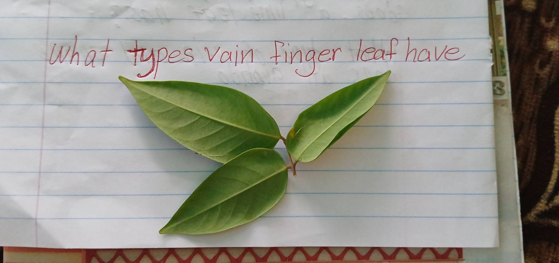 What types vain finger leaf have