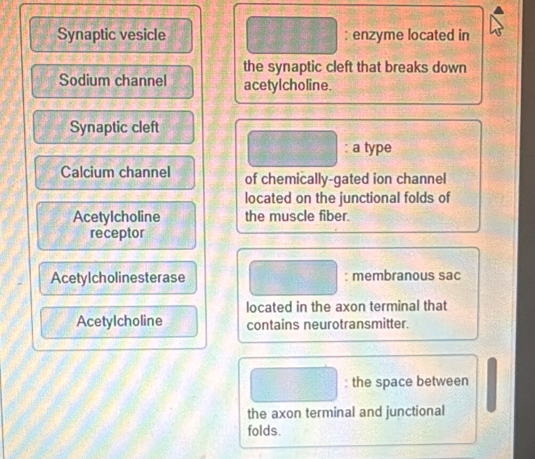 Synaptic vesicle : enzyme located in 
the synaptic cleft that breaks down 
Sodium channel acetylcholine. 
Synaptic cleft 
: a type 
Calcium channel of chemically-gated ion channel 
located on the junctional folds of 
AcetyIcholine the muscle fiber. 
receptor 
Acetylcholinesterase : membranous sac 
located in the axon terminal that 
AcetyIcholine contains neurotransmitter. 
: the space between 
the axon terminal and junctional 
folds.
