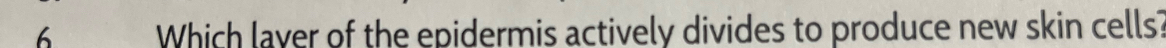 Which laver of the epidermis actively divides to produce new skin cells?