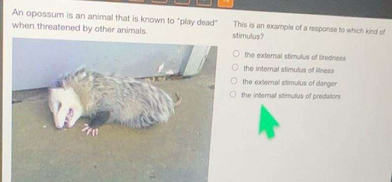 Solved: An opossum is an animal that is known to 