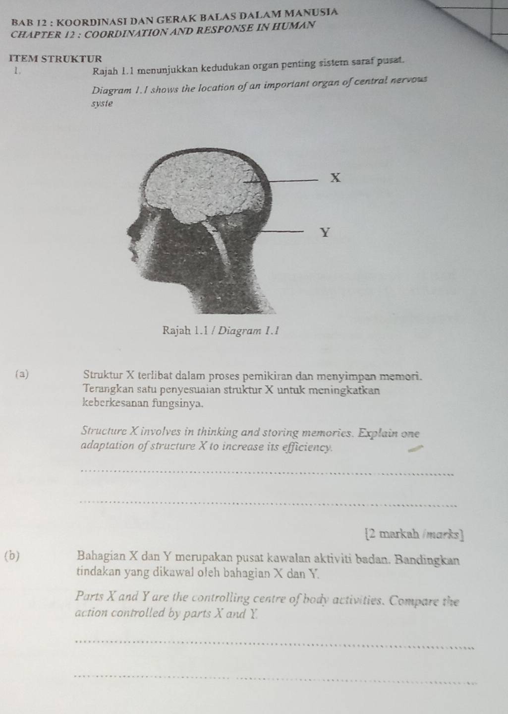 BAB 12 : KOORDINASI DAN GERAK BALAS DALAM MANUSIA 
CHAPTER 12 ; COORDINATION AND RESPONSE IN HUMAN 
ITEM STRUKTUR 
1, 
Rajah 1.1 menunjukkan kedudukan organ penting sistem saraf pusat. 
Diagram 1. I shows the location of an important organ of central nervous 
syste 
(a) Struktur X terlibat dalam proses pemikiran dan menyimpan memori. 
Terangkan satu penyesuaian struktur X untuk meningkatkan 
keberkesanan fungsinya. 
Structure X involves in thinking and storing memories. Explain one 
adaptation of structure X to increase its efficiency. 
_ 
_ 
2 markah /marks] 
(b) Bahagian X dan Y merupakan pusat kawalan aktiviti badan. Bandingkan 
tindakan yang dikawal oleh bahagian X dan Y. 
Parts X and Y are the controlling centre of body activities. Compare the 
action controlled by parts X and Y. 
_ 
_