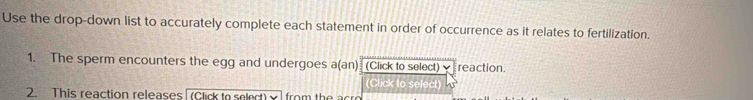 Use the drop-down list to accurately complete each statement in order of occurrence as it relates to fertilization. 
1. The sperm encounters the egg and undergoes a(an) (Click to select) γ reaction. 
(Click to select) 
2. This reaction releases[ (Click to select) ] from the acro