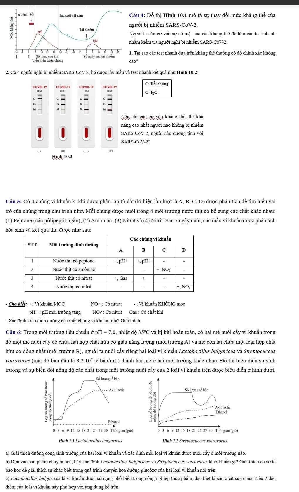 âu 4: Đồ thị Hình 10.1 mô tả sự thay đổi mức kháng thể của
ười bị nhiễm SARS-CoV-2.
gười ta căn cứ vào sự có mặt của các kháng thể để làm các test nhanh
ằm kiểm tra người nghi bị nhiễm SARS-CoV-2
Tại sao các test nhanh dựa trên kháng thể thường có độ chính xác không
o?
2. Có 4 người nghi bị nhiễm SARS-CoV-2, họ được lấy mẫu và test nhanh kết quả như Hình 10.2:
COVID-19 COVID-19 COVID-19 COVID-19 C: Đối chứng
TEST TEST TEST Est
G:IgG
C a
c
G
M
Nếu chỉ cặn cứ vào kháng thể, thì khả
năng cao nhất người nào không bị nhiễm
SARS-CoV-2, người nào dương tính với
SARS-CoV-2?
(I) (11) (II) (lV)
Hình 10.2
Câu 5: Có 4 chủng vi khuẩn kị khí được phân lập từ đất (kí hiệu lần lượt là A, B,C,D) được phân tích để tìm hiều vai
trò của chúng trong chu trình nitơ. Mỗi chủng được nuôi trong 4 môi trường nước thịt có bổ sung các chất khác nhau:
(1) Peptone (các pôlipeptit ngắn), (2) Amôniac, (3) Nitrat và (4) Nitrit. Sau 7 ngày nuôi, các mẫu vi khuẩn được phân tích
hóa sinh và kết quả thu được như sau:
- Cho biết: +: Ví khuẩn MQC NO3 : Có nitrat - : Vi khuẩn KHÔNG mọc
pH+ : pH môi trường tăng NO : Có nitrit Gas : Có chất khí
- Xác định kiểu dinh dưỡng của mỗi chủng vi khuẩn trên? Giải thích.
Cầu 6: Trong môi trường tiêu chuẩn ở pH=7,0 , nhiệt độ 35°C và kị khí hoàn toàn, có hai mẻ nuôi cấy vi khuẩn trong
đó một mẻ nuôi cấy có chứa hai hợp chất hữu cơ giàu năng lượng (môi trường A) và mẻ còn lại chứa một loại hợp chất
hữu cơ đồng nhất (môi trường B), người ta nuôi cấy riêng hai loài vi khuẩn Lactobacillus bulgaricus và Streptocuccus
votrovorus (mật độ ban đầu là 3,2.10^5 tể bào/mL) thành hai mẻ ở hai môi trường khác nhau. Đồ thị biểu diễn sự sinh
trưởng và sự biển đổi nồng độ các chất trong môi trường nuôi cấy của 2 loài vi khuẩn trên được biểu diễn ở hình dưới.
Số lượng tế bảo
2
=== Axit lactic Số lượng tế bào
Axit lactic
Ethanol
Ethanol
0 3 6 9 12 15 18 21 24 27 30 Thời gian (giờ) 0 3 6 9 12 15 18 21 24 27 30 Thời gian (giờ)
Hình 7.1 Lactobacillus bulgaricus Hình 7.2 Streptocuccus votrovorus
a) Giải thích đường cong sinh trưởng của hai loài vi khuẩn và xác định mỗi loại vi khuẩn được nuôi cấy ở môi trường nào.
b) Dựa vào sản phẩm chuyển hoá, hãy xác định Lactobacillus bulgaricus và Streptocuccus votrovorus là vi khuẩn gì? Giải thích cơ sở tế
bào học để giải thích sự khác biệt trong quá trình chuyển hoá đường glucôzơ của hai loại vi khuẩn nói trên.
c) Lactobacillus bulgaricus là vi khuẩn được sử dụng phổ biển trong công nghiệp thực phẩm, đặc biệt là sản xuất sữa chua. Nêu 2 đặc
điểm của loài vi khuẩn này phù hợp với ứng dụng kể trên.