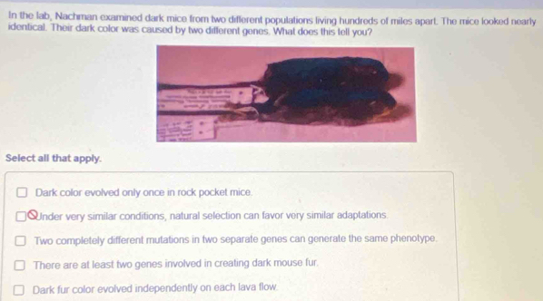 In the lab, Nachman examined dark mice from two different populations living hundreds of miles apart. The mice looked nearly
identical. Their dark color was caused by two different genes. What does this tell you?
Select all that apply.
Dark color evolved only once in rock pocket mice.
Qnder very similar conditions, natural selection can favor very similar adaptations.
Two completely different mutations in two separate genes can generate the same phenotype.
There are at least two genes involved in creating dark mouse fur.
Dark fur color evolved independently on each lava flow