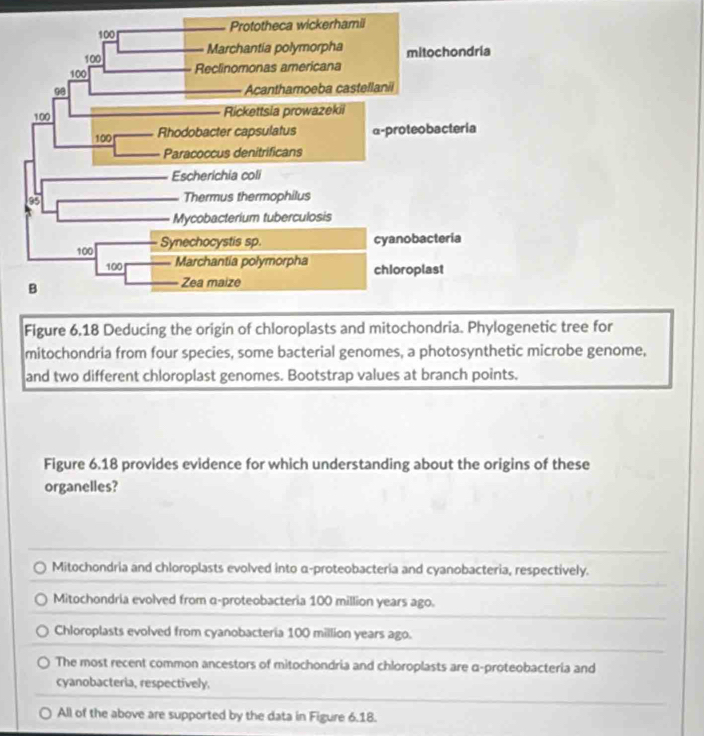 100 Prototheca wickerhamii
100 Marchantia polymorpha mitochondria
100 Reclinomonas americana
98 Acanthamoeba castellanii
100 Rickettsia prowazekii
100 Rhodobacter capsulatus α-proteobacteria
Paracoccus denitrificans
Escherichia coli
95 Thermus thermophilus
Mycobacterium tuberculosis
100 Synechocystis sp. cyanobacteria
100 Marchantia polymorpha chioroplast
B
Zea maize
Figure 6.18 Deducing the origin of chloroplasts and mitochondria. Phylogenetic tree for
mitochondria from four species, some bacterial genomes, a photosynthetic microbe genome,
and two different chloroplast genomes. Bootstrap values at branch points.
Figure 6.18 provides evidence for which understanding about the origins of these
organelles?
Mitochondria and chloroplasts evolved into α -proteobacteria and cyanobacteria, respectively.
Mitochondria evolved from α -proteobacteria 100 million years ago.
Chloroplasts evolved from cyanobacteria 100 million years ago.
The most recent common ancestors of mitochondria and chloroplasts are α -proteobacteria and
cyanobacteria, respectively.
All of the above are supported by the data in Figure 6.18.